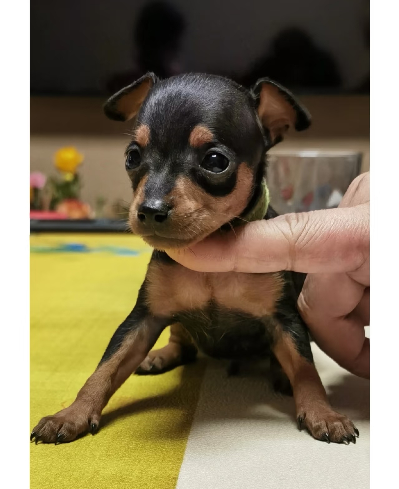 小鹿犬